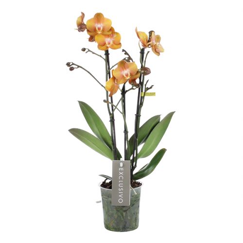 Orchidee Exclusivo Las Vegas oranje