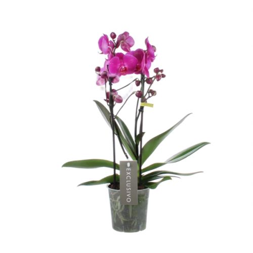 Orchidee Exclusivo Maeko paars