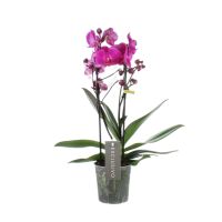 Orchidee Exclusivo Maeko paars