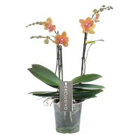 Orchidee Exclusivo Paprika oranje