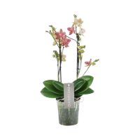 Orchidee Exclusivo Pikachu roze/geel