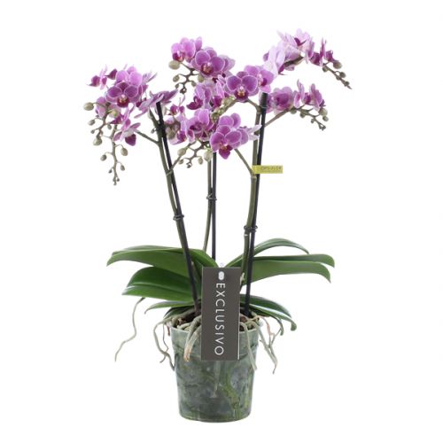 Orchidee Exclusivo Violet Queen paars