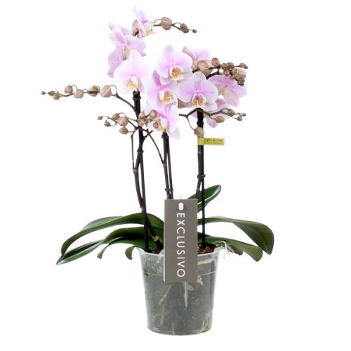 Orchidee Exclusivo Yei wit/roze
