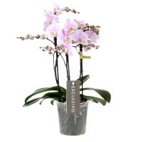 Orchidee Exclusivo Yei wit/roze