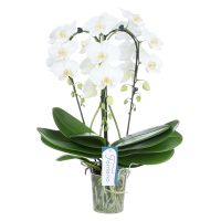 Orchidee Fontano N12 Bellagio wit