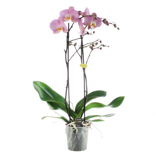 Orchidee Midi-flora lichtroze