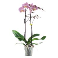 Orchidee Midi-flora lichtroze