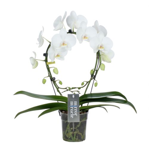 Orchidee Mirror Miracle Aurora wit