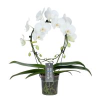 Orchidee Mirror Miracle Aurora wit