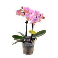 Orchidee Opti-Mini-70 Fenna lichtroze