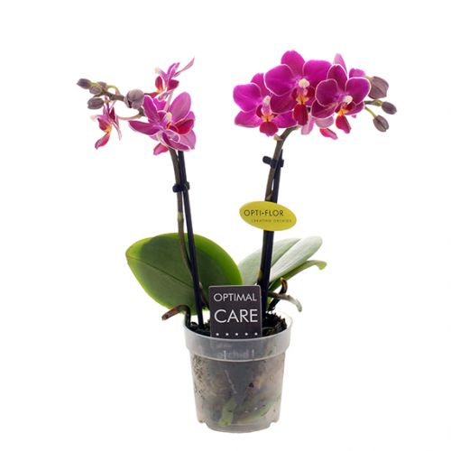 Orchidee Opti-Mini-70 Fleur donkerroze