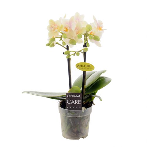 Orchidee Opti-Mini-70 Sara geel