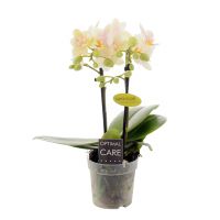 Orchidee Opti-Mini-70 Sara geel