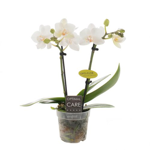 Orchidee Opti-Mini-70 Eva wit