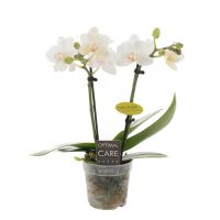 Orchidee Opti-Mini-70 Eva wit