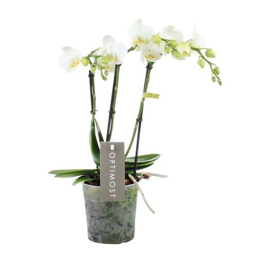 Orchidee Optimost Amabilis Starrion wit