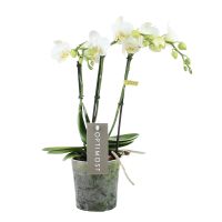 Orchidee Optimost Amabilis Starrion wit