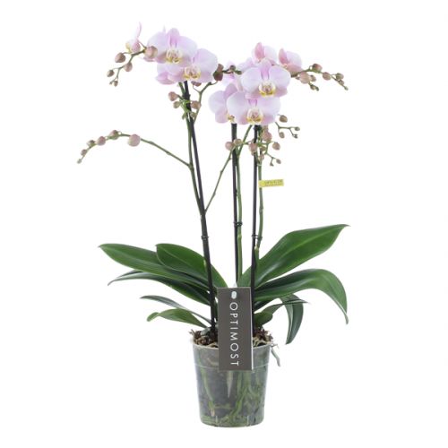 Orchidee Optimost Angel Eyes wit/roze