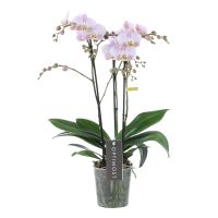 Orchidee Optimost Angel Eyes wit/roze