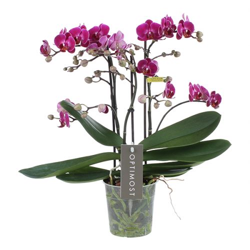 Orchidee Optimost Morelia paars
