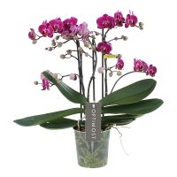 Orchidee Optimost Morelia paars