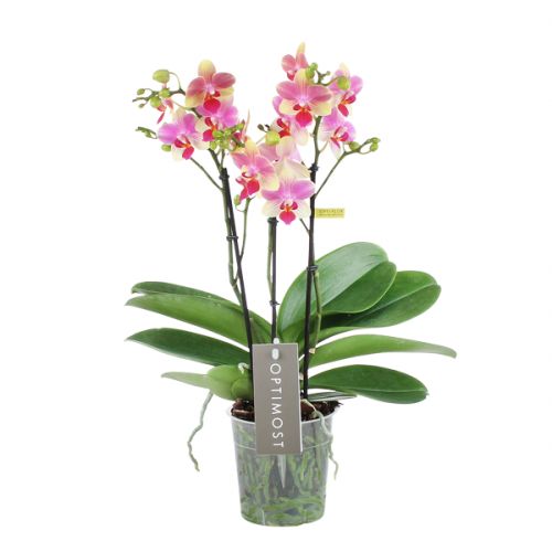 Orchidee Optimost Summersong roze/geel