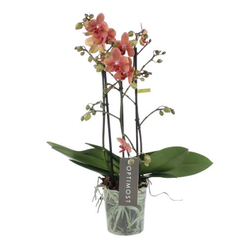 Orchidee Optimost Sunset Love oranje