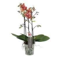 Orchidee Optimost Sunset Love oranje