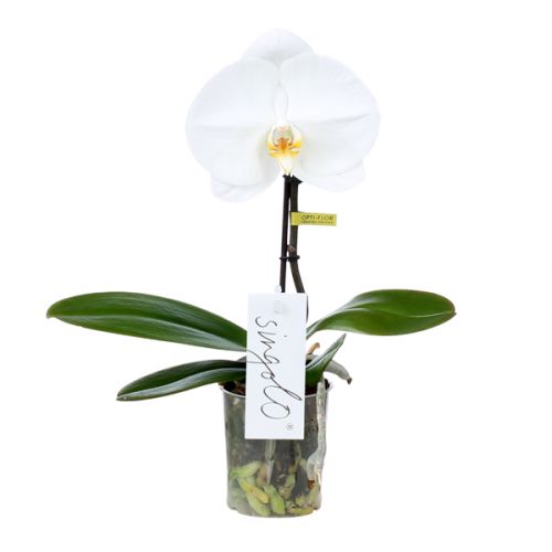 Orchidee Singolo Tosha wit