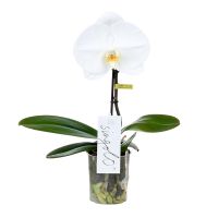 Orchidee Singolo Tosha wit