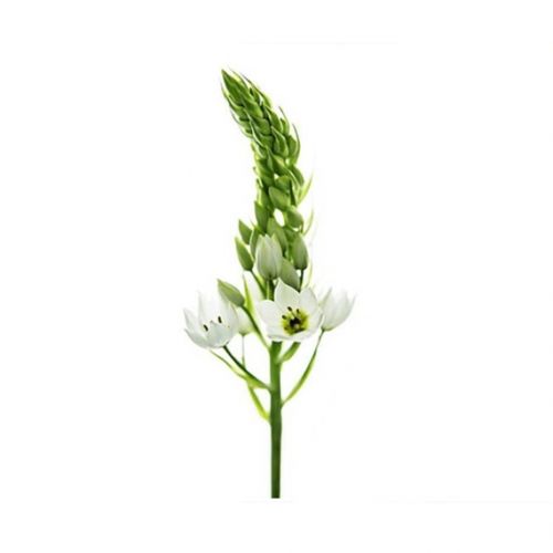 Ornitogalum - diverse kleuren