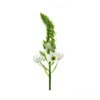 Ornitogalum - diverse kleuren