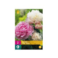 Paeonia pink/white
