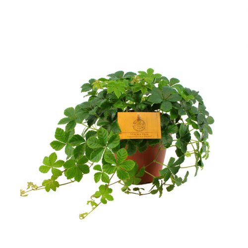 Parthenocissus Striata ⌀12cm