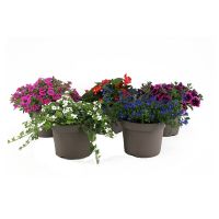 Perkplantjes Mix (tray à 8 stuks)