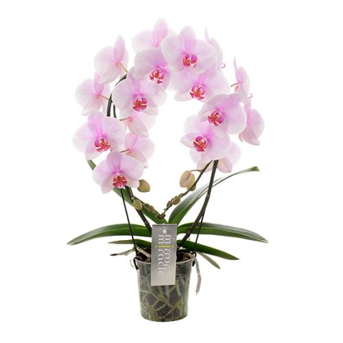 Phalaenopsis Mirror Miracle - roze