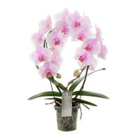 Phalaenopsis Mirror Miracle - roze