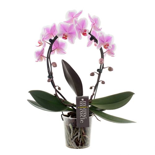 Phalaenopsis Mirror Miracle - spotted