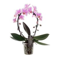 Phalaenopsis Mirror Miracle - spotted
