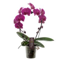 Phalaenopsis Mirror Miracle - paars