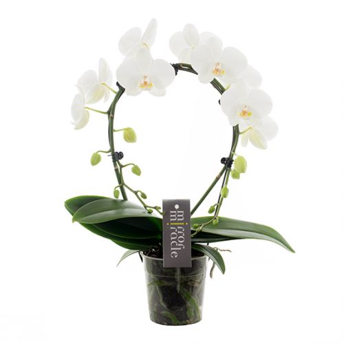 Phalaenopsis Mirror Miracle - wit