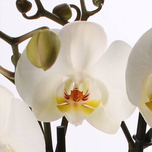 Phalaenopsis Opti-Midi - wit - afbeelding 2