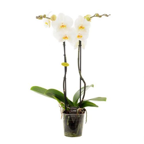 Phalaenopsis Opti-Midi - wit - afbeelding 1