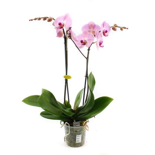 Phalaenopsis Opti-Midi - roze - afbeelding 1