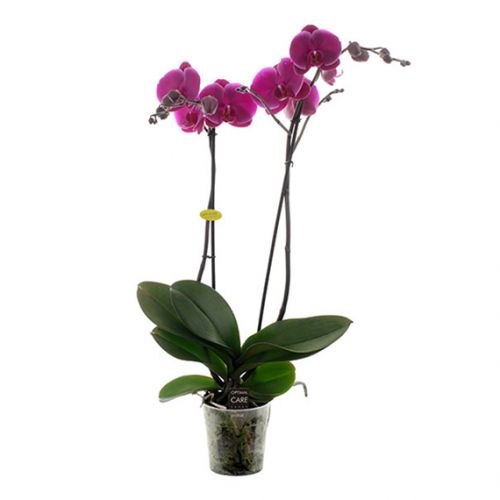 Phalaenopsis Opti-Midi - paars - afbeelding 1