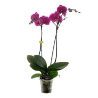 Phalaenopsis Opti-Midi - paars - afbeelding 1