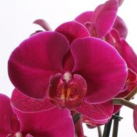 Phalaenopsis Opti-Midi - paars - afbeelding 2