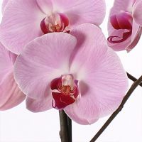Phalaenopsis Opti-Midi - roze - afbeelding 2