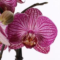 Phalaenopsis Opti-Midi - spotted - afbeelding 2