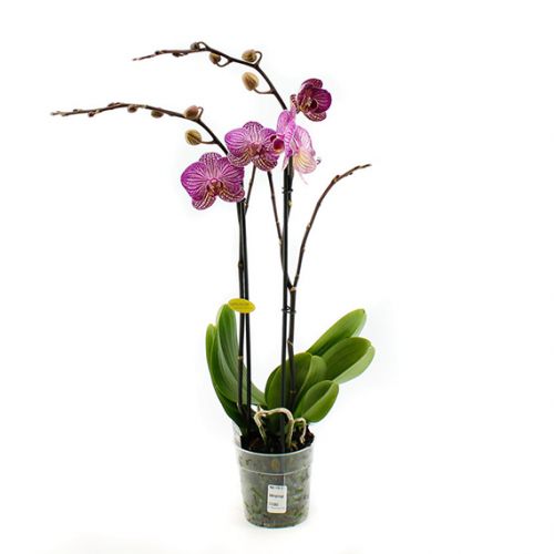Phalaenopsis Opti-Midi - spotted - afbeelding 1